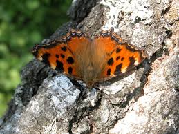 Attēlu rezultāti vaicājumam “Nymphalis polychloros”
