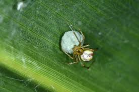 Attēlu rezultāti vaicājumam “Phylloneta cocoon”