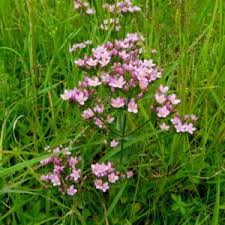 Attēlu rezultāti vaicājumam “Centaurium littorale leaf”