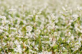 Attēlu rezultāti vaicājumam “Fagopyrum esculentum leaf”