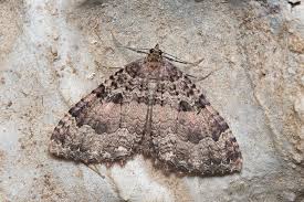 Attēlu rezultāti vaicājumam “Triphosa dubitata”