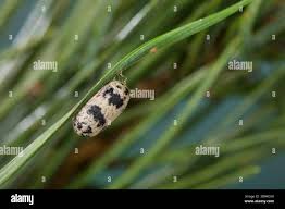 Attēlu rezultāti vaicājumam “Ichneumonidae cocoon”