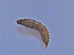 Attēlu rezultāti vaicājumam “Tipulidae larva”