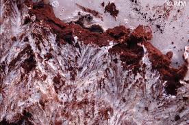 Attēlu rezultāti vaicājumam “Sporophagomyces chrysostomus”