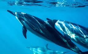 Image result for Dolphin Sub Aqua