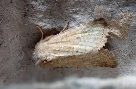 Attēlu rezultāti vaicājumam “Chortodes fluxa”