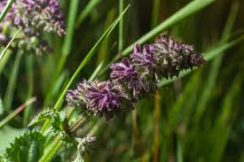 Attēlu rezultāti vaicājumam “Salvia verticillata flower”