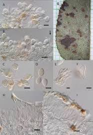 Attēlu rezultāti vaicājumam “Ochropsora ariae”