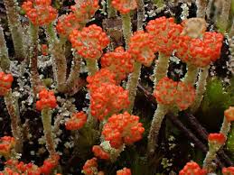 Attēlu rezultāti vaicājumam “Cladonia coccifera”