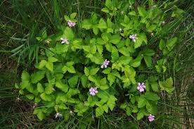 Attēlu rezultāti vaicājumam “Rubus arcticus flower”