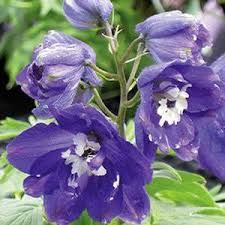 Attēlu rezultāti vaicājumam “Delphinium elatum”