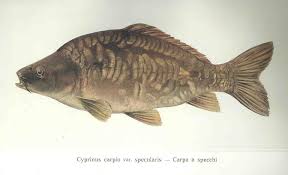Image result for Cyprinus carpio