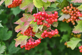 Attēlu rezultāti vaicājumam “Viburnum opulus fruit”