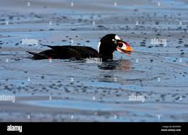 Image result for Melanitta perspicillata