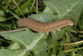 Attēlu rezultāti vaicājumam “Noctua fimbriata larva”