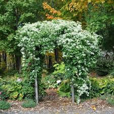 Attēlu rezultāti vaicājumam “Clematis”