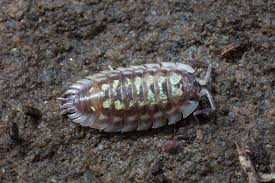 Attēlu rezultāti vaicājumam “Oniscus asellus”