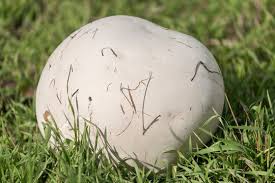 Attēlu rezultāti vaicājumam “Langermania gigantea”