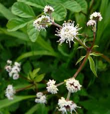 Attēlu rezultāti vaicājumam “Sanicula europaea flower”