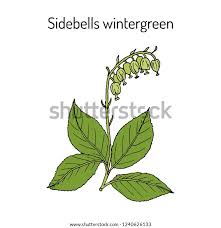 Attēlu rezultāti vaicājumam “Orthilia secunda fruit”