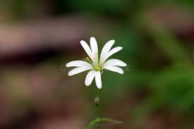 Attēlu rezultāti vaicājumam “Stellaria palustris”