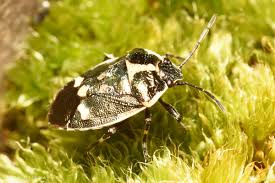 Attēlu rezultāti vaicājumam “Eurydema oleracea”