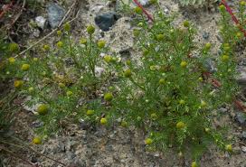 Attēlu rezultāti vaicājumam “Matricaria discoidea”