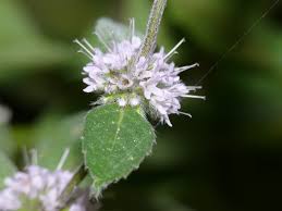 Attēlu rezultāti vaicājumam “Mentha x verticillata”