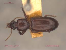 Attēlu rezultāti vaicājumam “Clivina fossor”