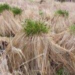 Attēlu rezultāti vaicājumam “Carex appropinquata fruit”