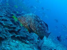 Image result for Dermatolepis inermis