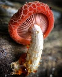 Attēlu rezultāti vaicājumam “Rhodotus palmatus”