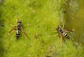 Attēlu rezultāti vaicājumam “Polistes nimpha”