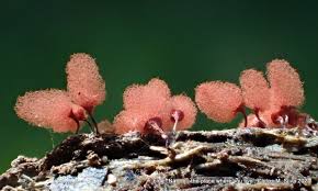 Attēlu rezultāti vaicājumam “Arcyria globosa”