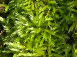 Attēlu rezultāti vaicājumam “Callicladium haldanianum sporophyte”