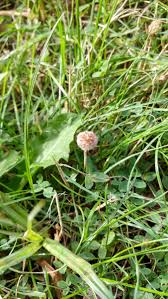 Attēlu rezultāti vaicājumam “Trifolium fragiferum fruit”