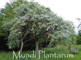 Attēlu rezultāti vaicājumam “Crataegus chlorosarca”