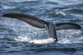 Image result for Eubalaena glacialis