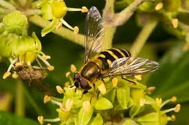 Attēlu rezultāti vaicājumam “Dasysyrphus tricinctus”