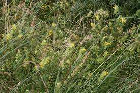 Attēlu rezultāti vaicājumam “Rhinanthus serotinus”