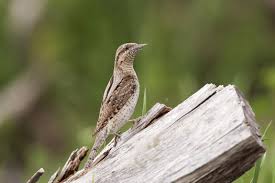 Image result for Jynx torquilla