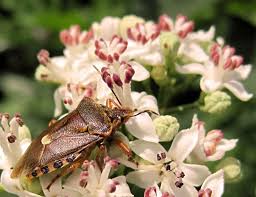 Attēlu rezultāti vaicājumam “Pinthaeus sanguinipes”