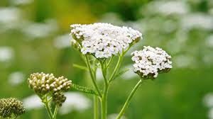 Attēlu rezultāti vaicājumam “Achillea salicifolia flower”