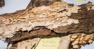 Attēlu rezultāti vaicājumam “Antrodia malicola”