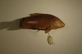 Image result for Ictiobus niger