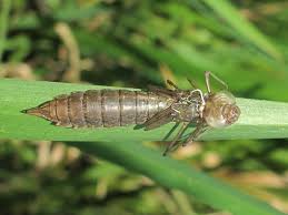 Attēlu rezultāti vaicājumam “Sacchiphantes abietis exuvia”