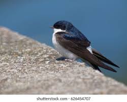 Attēlu rezultāti vaicājumam “Delichon urbicum”