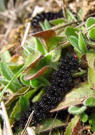 Attēlu rezultāti vaicājumam “Melitaea cinxia underside”
