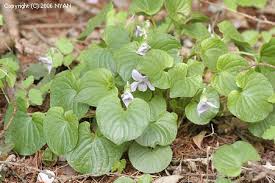 Attēlu rezultāti vaicājumam “Viola mirabilis leaf”