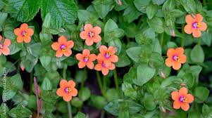 Image result for Anagallis arvensis